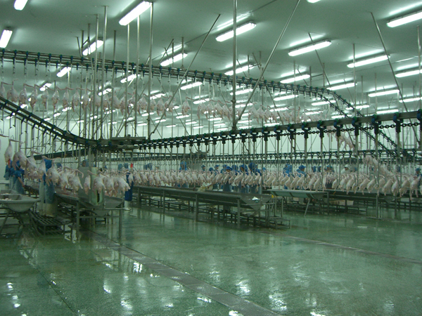 poultry slaughtering line