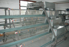 Poultry Cage