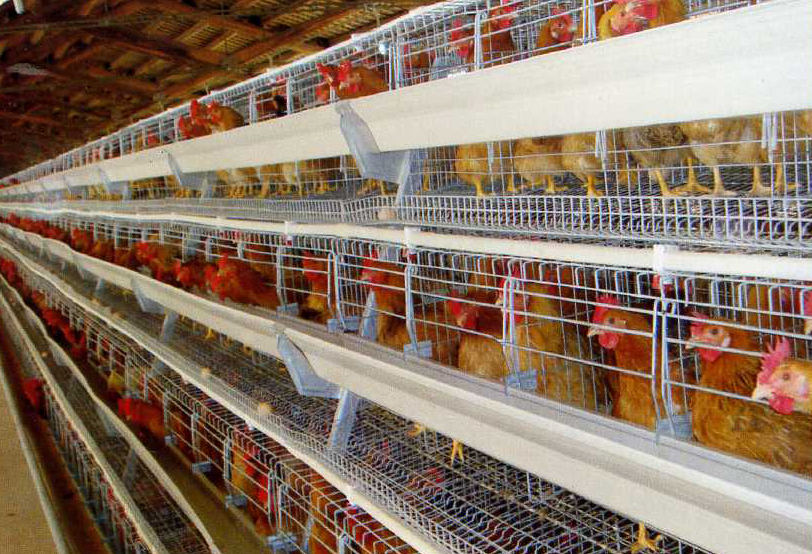 A type chicken cage plant